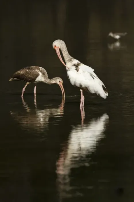 Framed Print : immature White Ibis (Eudocimus albus) feeding and preening, Santa Ana National Wildlife Refuge Framed Print : immature White Ibis (Eudocimus albus) feeding and preening, Santa Ana National Wildlife Refuge