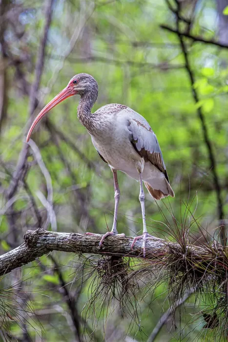 Framed Print : Immature white ibis in southwest Florida swamp