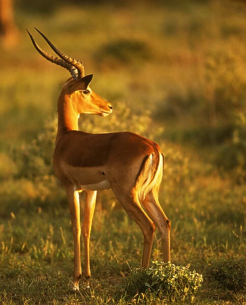Impala (aepyceros melampus) In Late Afternoon Sun. Good eye highlight