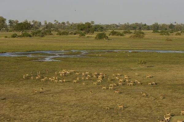 Impala (Aepyceros melampus) Okavango Delta. BOTSWANA. Southern Africa