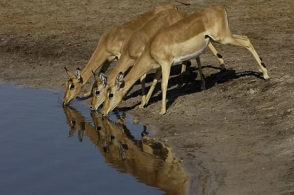 Impala (Aepyceros melampus), Okavango Delta. BOTSWANA. Southern Africa