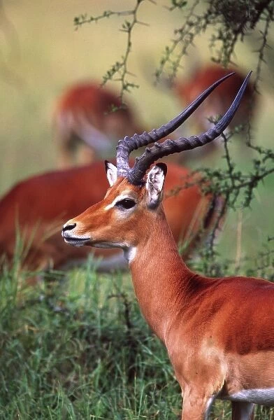 Impala, Aepyceros melampus, Tanzania Africa 2005