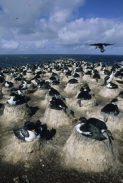 Imperial Cormorant, (Phalacrocorax articeps), nest colony, Sea Lion Island, Falkland Islands