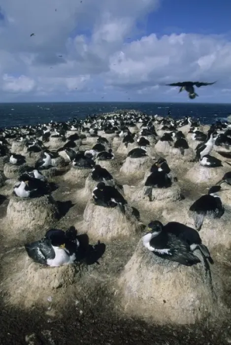 Framed Print : Imperial Cormorant, (Phalacrocorax articeps), nest colony, Sea Lion Island, Falkland Islands Framed Print : Imperial Cormorant, (Phalacrocorax articeps), nest colony, Sea Lion Island, Falkland Islands