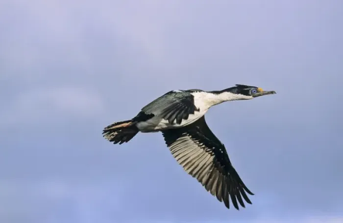 Framed Print : Imperial Shag or King Shag (Phalacrocorax atriceps albiventer) on the Falkland Islands, flying