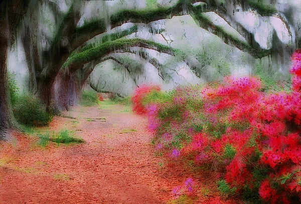 Impressionistic view of Live Oaks over blooming azaleas, Magnolia Plantation, Charleston