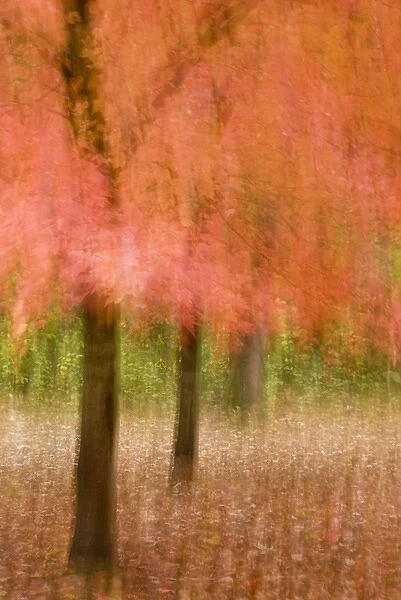 Impressionistic view of trees in autumn colors