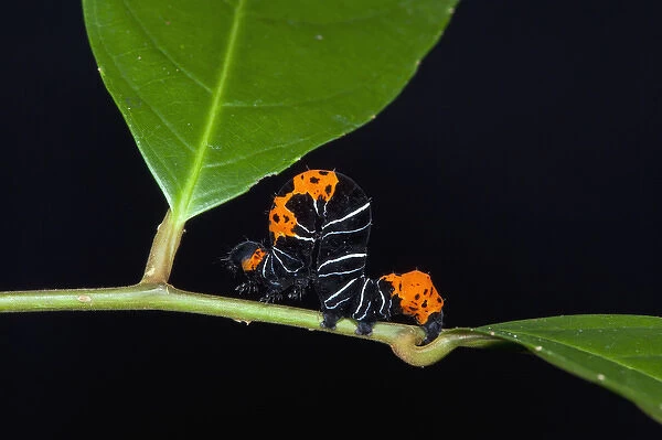 Inchworm (Geometridae) Moth larvae, Yasuni National Park, Amazon Rainforest, ECUADOR