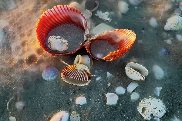Incoming surf and seashells on Sanibel Island, Florida, USA