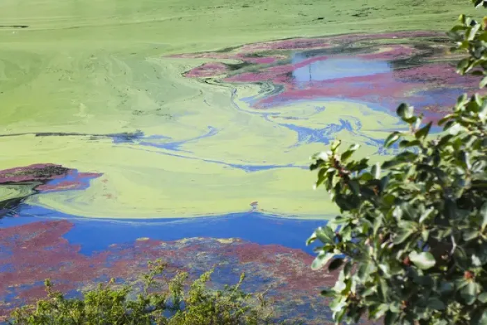 Framed Print : Indhar Lake covered by algae, Udaipur, Rajasthan, India