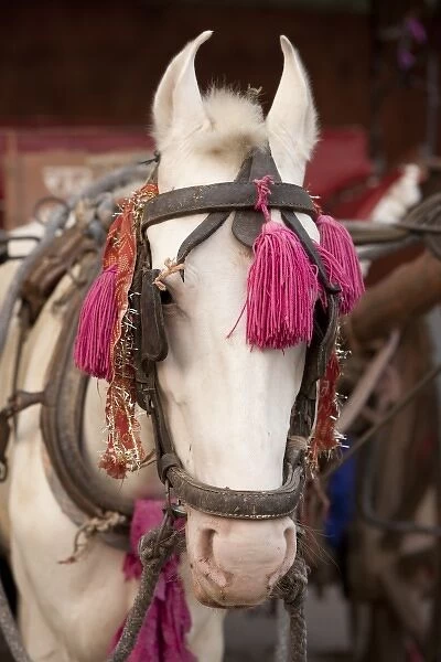 India, Agra. Horse and horsecart