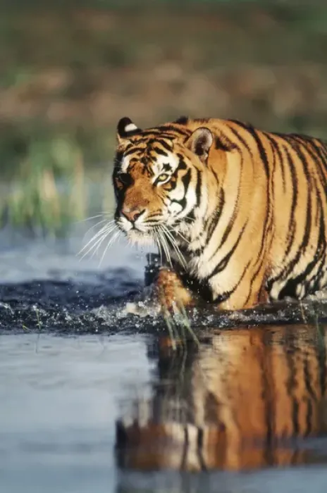 Framed Print : India, Bengal Tiger (Panthera tigris) Framed Print : India, Bengal Tiger (Panthera tigris)