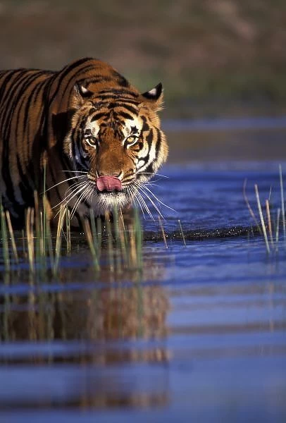India. Bengal Tiger (Pathera tigris), captive