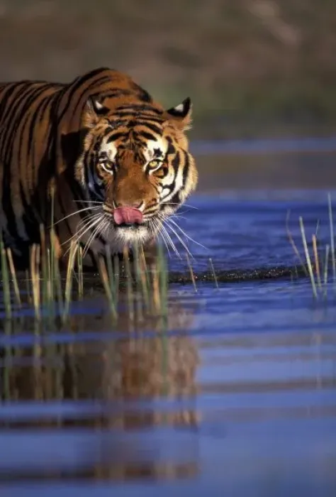 Framed Print : India. Bengal Tiger (Pathera tigris), captive Framed Print : India. Bengal Tiger (Pathera tigris), captive