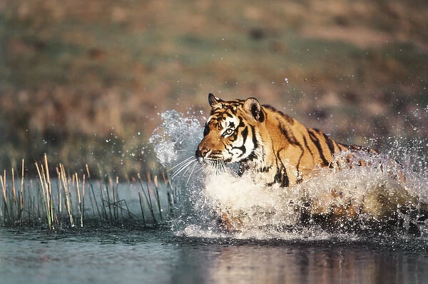India, Bengal Tiger(Panthera tigris)