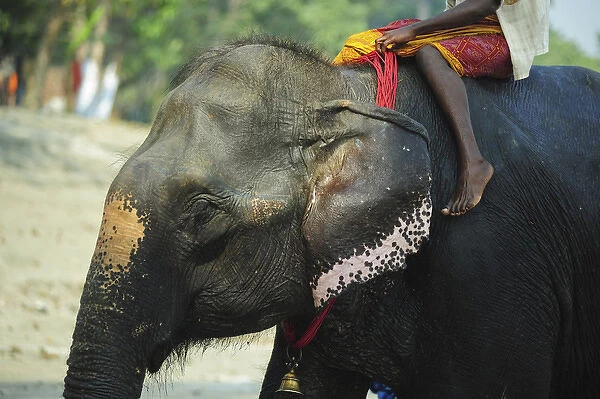India, Bihar, Patna, Sonepur, Sonepur Mela Cattle Fait (largest in Asia), young mahout