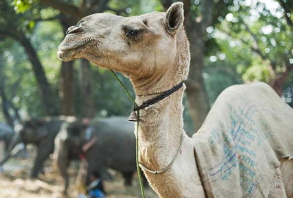 India, Bihar, Patna, Sonepur, Sonepur Mela Cattle Fait (largest in Asia), Camel for sale