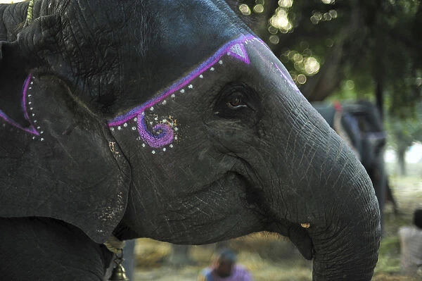 India, Bihar, Patna, Sonepur, Sonepur Mela Cattle Fait (largest in Asia), elephant market