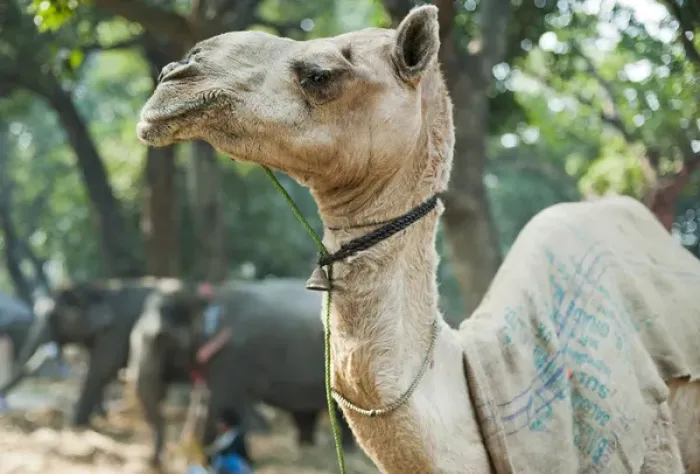 Framed Print : India, Bihar, Patna, Sonepur, Sonepur Mela Cattle Fait (largest in Asia), Camel for sale