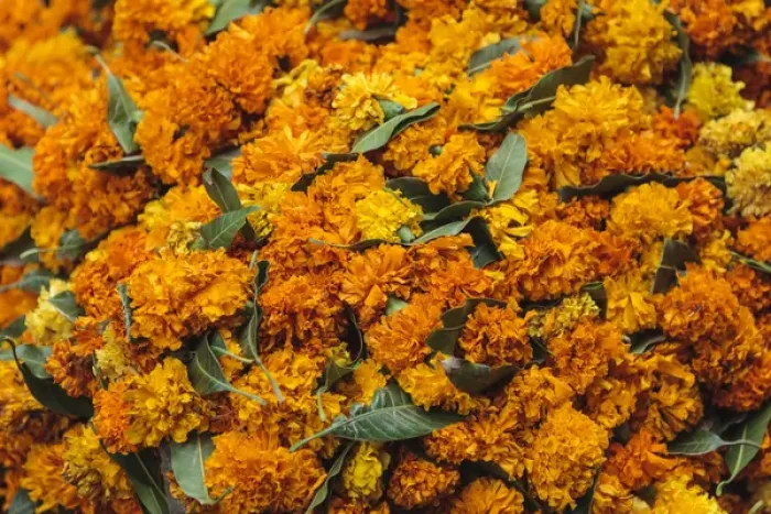 Framed Print : India, Delhi, Heap of marigold offerings Framed Print : India, Delhi, Heap of marigold offerings