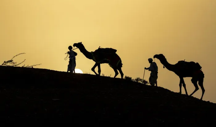 Framed Print : India, Gujarat, Bhuj, Great Rann of Kutch, Tribe. Camels Framed Print : India, Gujarat, Bhuj, Great Rann of Kutch, Tribe. Camels