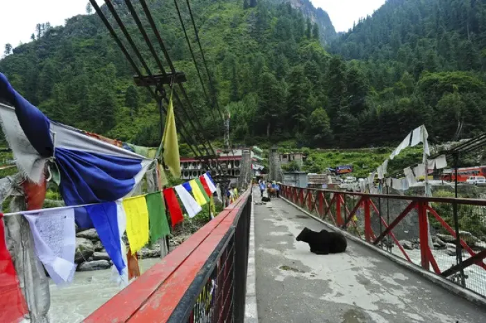 Framed Print : India, Himachal Pradesh, Manikaran, cows resting on bridge