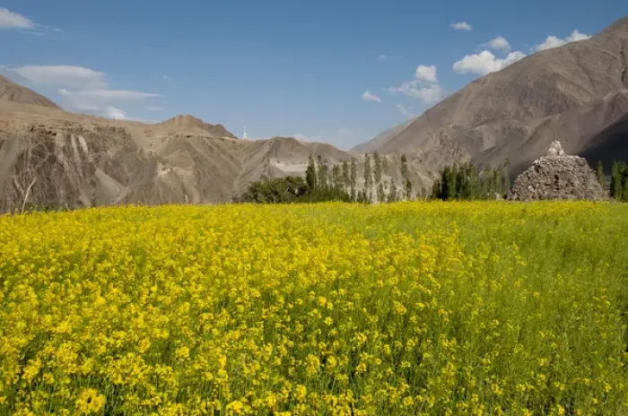Framed Print : India, Jammu & Kashmir, Ladakh, a field of yellow mustard flowers and mountains in Alchi Framed Print : India, Jammu & Kashmir, Ladakh, a field of yellow mustard flowers and mountains in Alchi