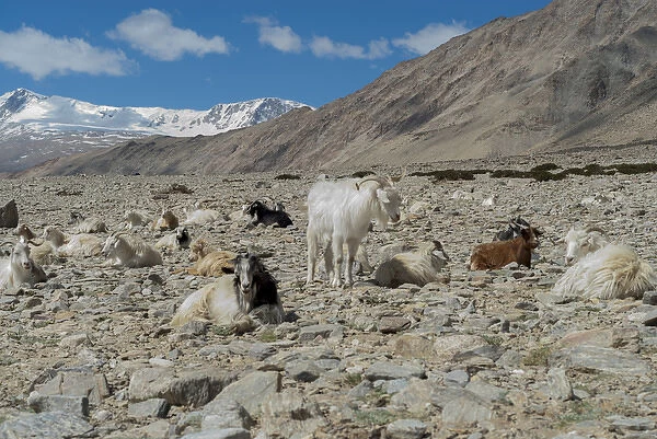 India, Jammu & Kashmir, Ladakh, pashmina goats in a high altitude landscape with