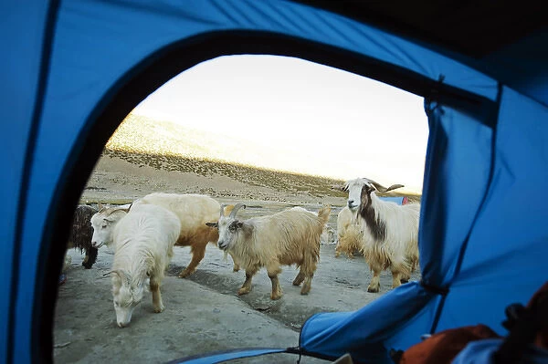 India, Ladakh, Markha Valley, sheep close to trekker tent