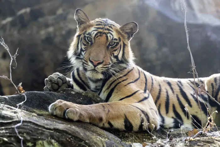 Framed Print : India, Madhya Pradesh, Bandhavgarh National Park. A young Bengal tiger resting on a cool rock Framed Print : India, Madhya Pradesh, Bandhavgarh National Park. A young Bengal tiger resting on a cool rock