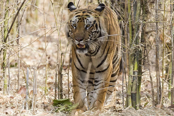 India, Madhya Pradesh, Bandhavgarh National Park. A big male Bengal tiger emerges from the bamboo