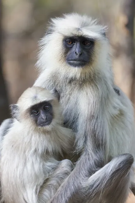 Framed Print : India, Madhya Pradesh, Bandhavgarh National Park. A female langur cuddles with her