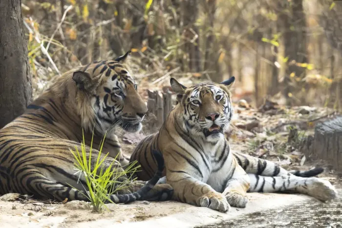 Framed Print : India, Madhya Pradesh, Bandhavgarh National Park. A male