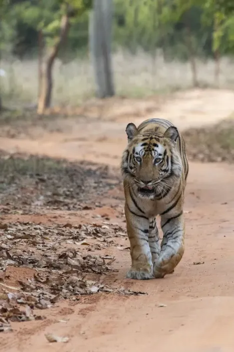 Framed Print : India, Madhya Pradesh, Bandhavgarh National Park. Bengal tiger, endangered species Framed Print : India, Madhya Pradesh, Bandhavgarh National Park. Bengal tiger, endangered species