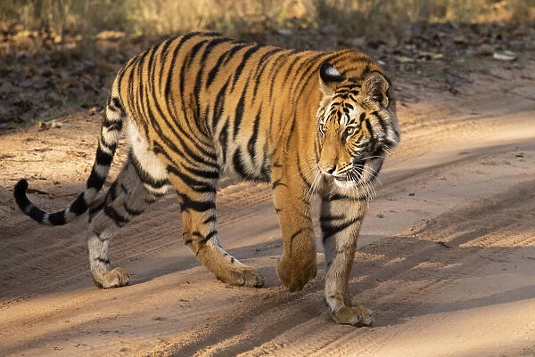 India, Madhya Pradesh, Bandhavgarh National Park. Mature female Bengal tiger