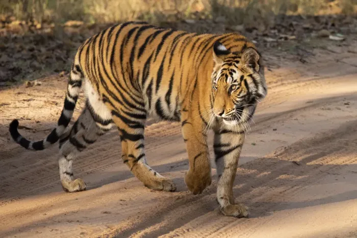 Framed Print : India, Madhya Pradesh, Bandhavgarh National Park. Mature female Bengal tiger Framed Print : India, Madhya Pradesh, Bandhavgarh National Park. Mature female Bengal tiger