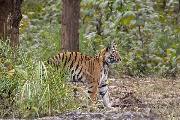 India, Madhya Pradesh, Bandhavgarh National Park. Young female Bengal tiger stretching