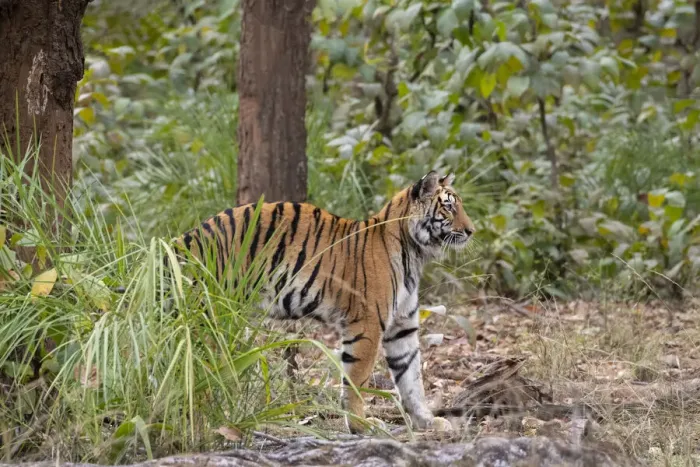 Framed Print : India, Madhya Pradesh, Bandhavgarh National Park. Young female Bengal tiger stretching