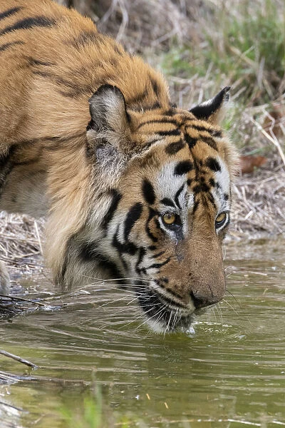 India, Madhya Pradesh, Bandhavgarh National Park. Male Bengal tiger drinking from pond