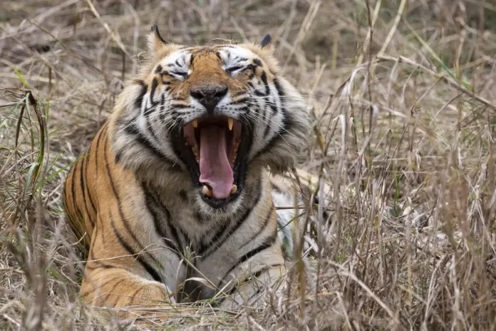 Framed Print : India, Madhya Pradesh, Bandhavgarh National Park. Bengal tiger, endangered species Framed Print : India, Madhya Pradesh, Bandhavgarh National Park. Bengal tiger, endangered species