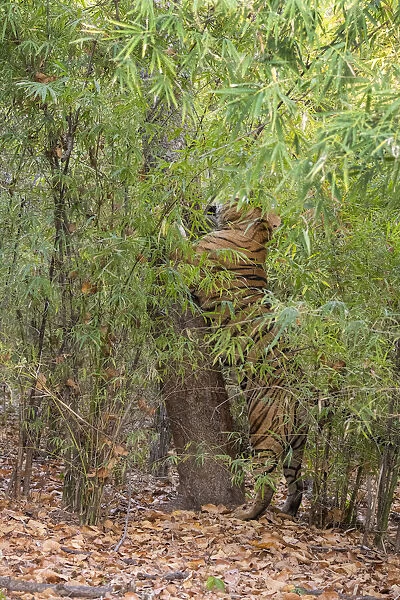 India, Madhya Pradesh, Bandhavgarh National Park. Male Bengal tiger sent marking tree in