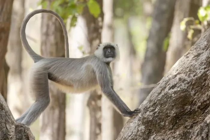 Framed Print : India, Madhya Pradesh, Kanha National Park. A langur resting in the trees showing its long Framed Print : India, Madhya Pradesh, Kanha National Park. A langur resting in the trees showing its long