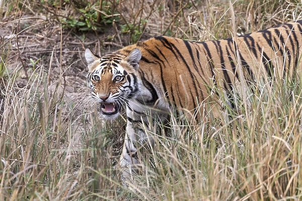 India, Madhya Pradesh, Kanha National Park. A young Bengal tiger walking through the grass