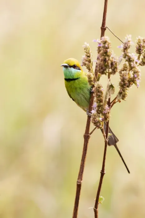 Framed Print : India, Madhya Pradesh, Kanha National Park. A green bee-eater perching on a grass stem Framed Print : India, Madhya Pradesh, Kanha National Park. A green bee-eater perching on a grass stem