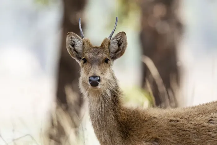 Framed Print : India, Madhya Pradesh, Kanha National Park. Headshot of a young male barasingha Framed Print : India, Madhya Pradesh, Kanha National Park. Headshot of a young male barasingha