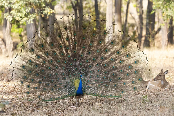 India, Madhya Pradesh, Kanha National Park. A male Indian peafowl displays his brilliant feathers