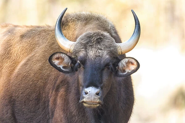 India, Madhya Pradesh, Kanha National Park. Portrait of a gaur cow