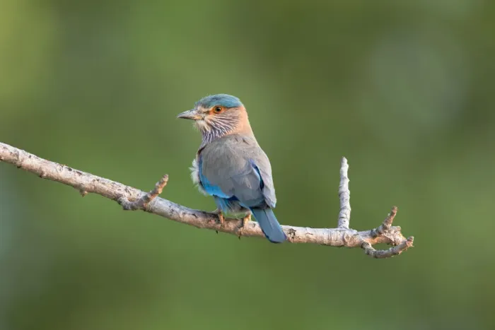 Framed Print : India, Madhya Pradesh, Kanha National Park. Portrait of an Indian roller perched on a Framed Print : India, Madhya Pradesh, Kanha National Park. Portrait of an Indian roller perched on a