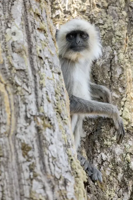 Framed Print : India, Madhya Pradesh, Kanha National Park. A langur rests in the trees Framed Print : India, Madhya Pradesh, Kanha National Park. A langur rests in the trees