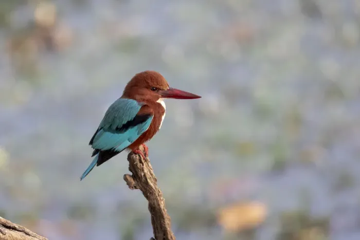 Framed Print : India, Madhya Pradesh, Kanha National Park. Portrait of a white-throated kingfisher